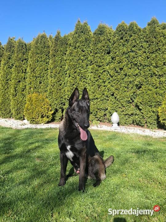 Owczarek belgijski Malinois