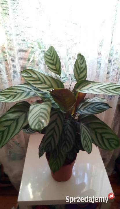 Kwiaty doniczkowe calathea ctenanthe oppenheimiana Warszawa - Sprzedajemy.pl