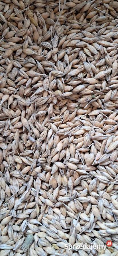 Jęczmień jary ościsty małopolskie