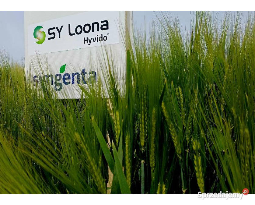 Materiał siewny jęczmień hybrydowy SY Loona
