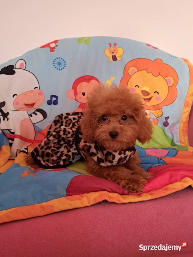 szczenięta pudel toy red płowy z rodowodem FCI Gdańsk