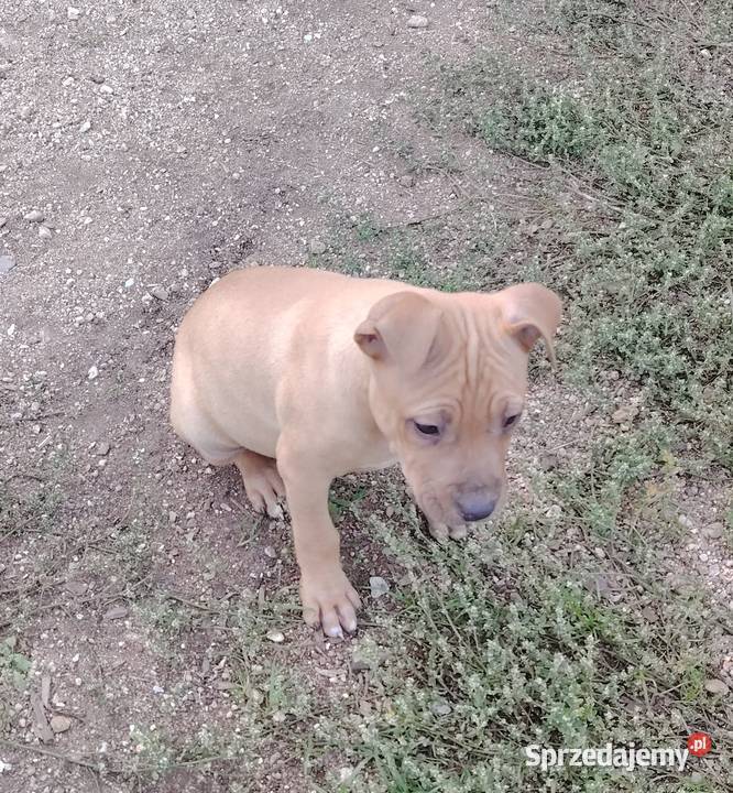 Amerykański Pitbullterrier szczeniaki Bolesławiec