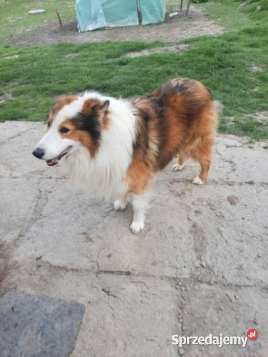 Owczarek szkocki collie Owczarek Sobieska Wola Druga