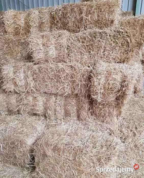 Słoma pszenna pszenżytnia owsiana i jęczmienna w Iłża
