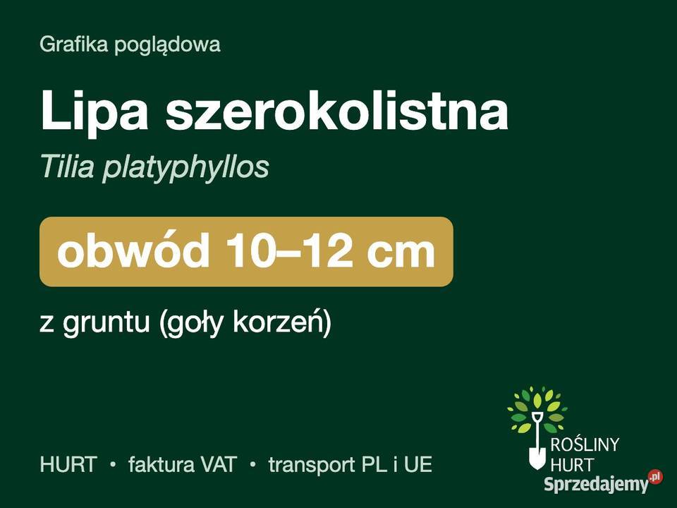Lipa szerokolistna obwód 1012 z gruntu HURT