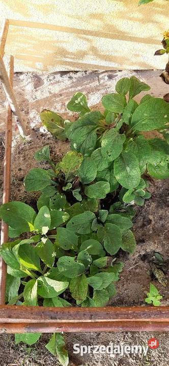 Naparstnica purpurowa Digitalis purpurea L Siekierki Małe