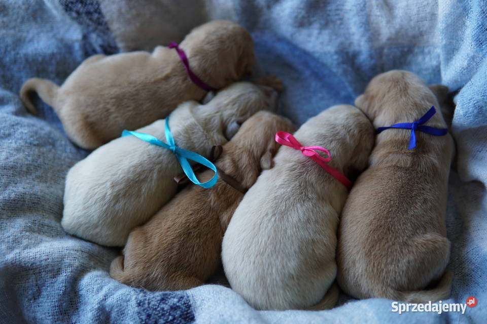 Szczeniak Golden Retriever