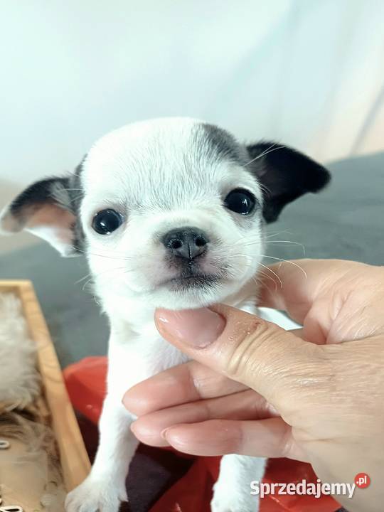 Biała Zjawiskowa Dziewczynka Chihuahua łódzkie Zgierz