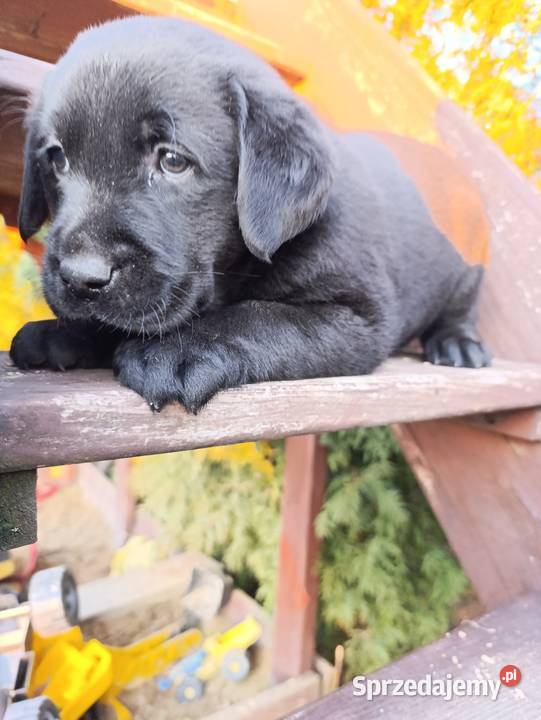 Pieski i suczki Labradora Retriever czarnego Tarnów