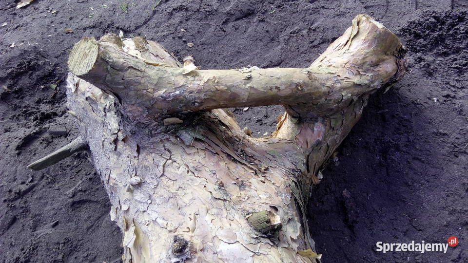 sztuka natury ciekawe kawałki drewna zrosty Antyki, Sztuka, Kolekcje Gózd