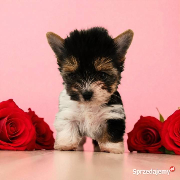 Piękne maleństwo Suczka York Biewer Rodowód Opole