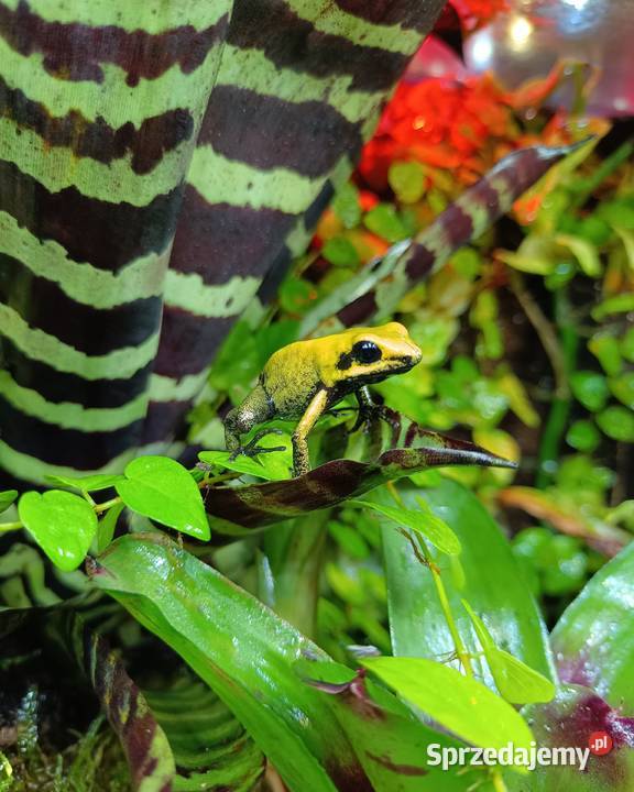 Phyllobates bicolor Liściołaz dwubarwny Myślenice