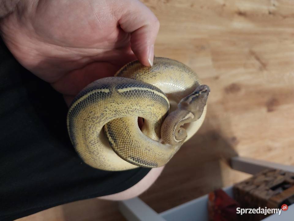 Pyton królewski samiec highway Orange dream Gady i płazy pomorskie Reda sprzedam