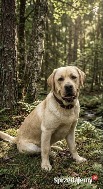 Labrador Retriever