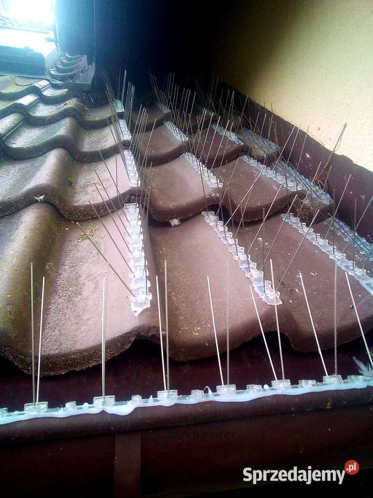 Montaż kolców przeciw gołębiom Warszawa Montaż usługi dla zwierząt