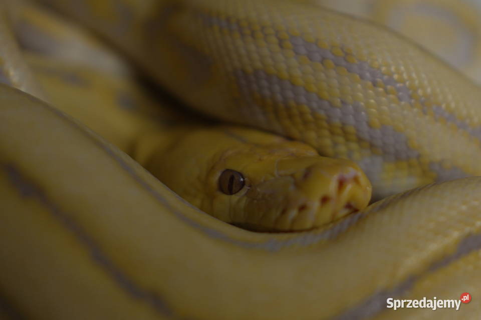 Pyton siatkowy harlequin Purple albino