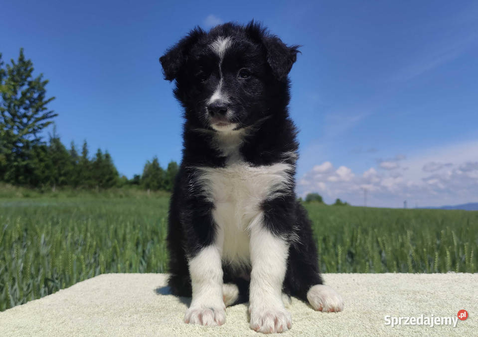 Rasowa suczka Border Collie z pełną dok Iwonicz