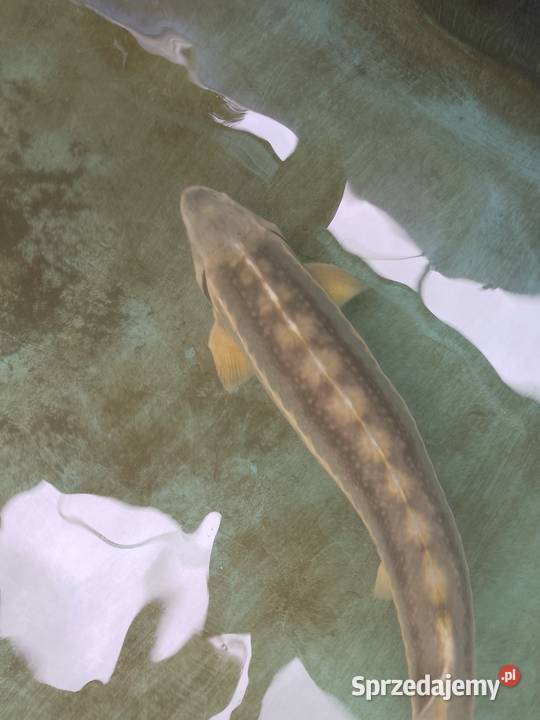 Jesiotr RED RUBIO XXL ok 120 widoczny na miejscu Nowa Ruda sprzedam