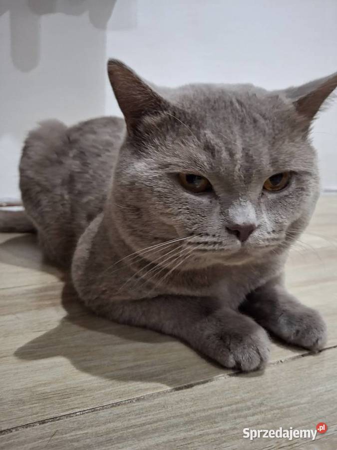 Kocur Brytyjski krótkowłosy reproduktor Chełm