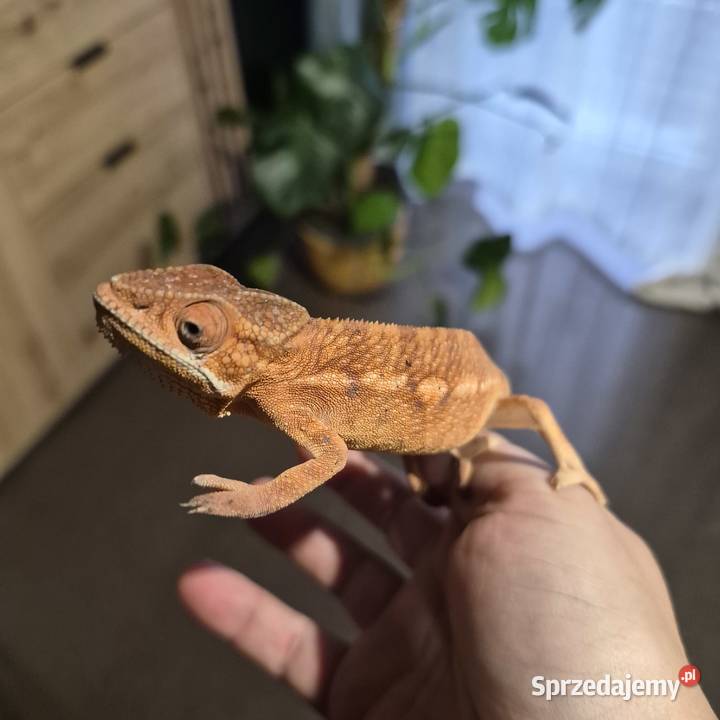 Kameleon lamparci samica Opole