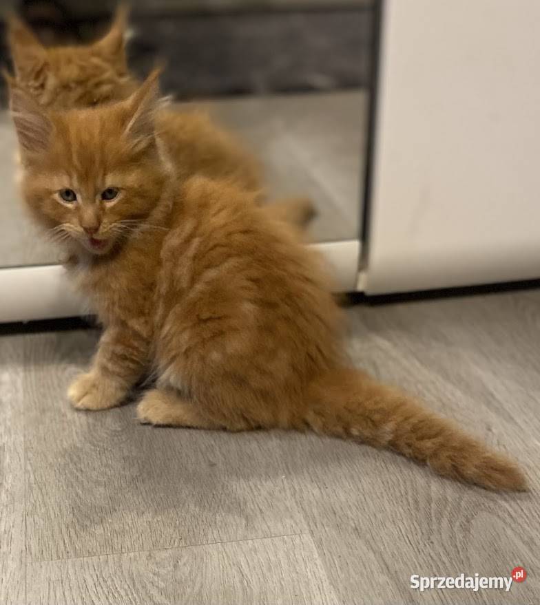 Sprzedam kocięta Maine coon Słupno