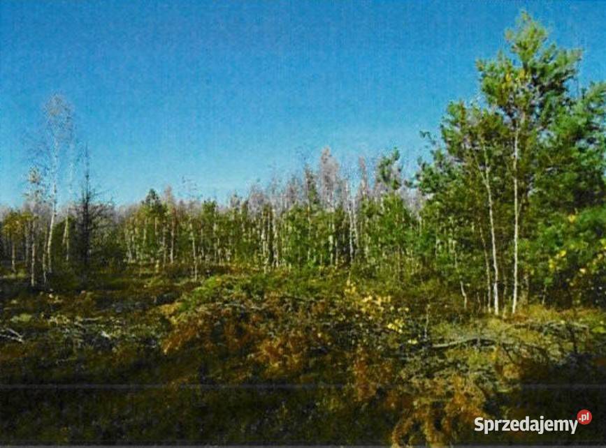 Nieruchomość gruntowa niezabudowana 37400 ha Smagów