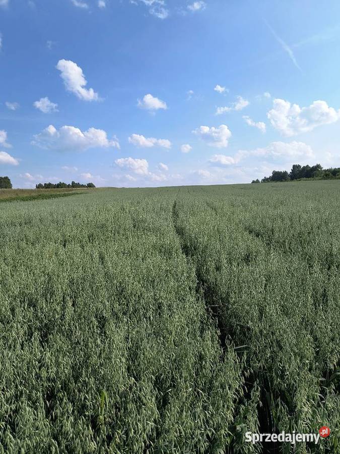 Owies Jary 2025 Ładny Miedźno sprzedam