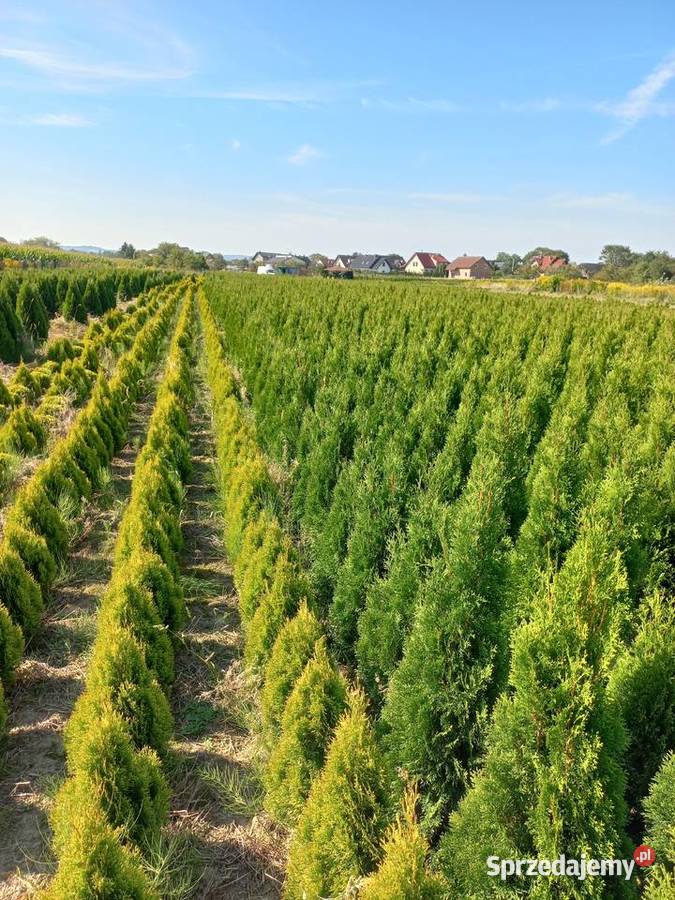 TujaTuje szmaragd 130 sadzenie transport Kraków