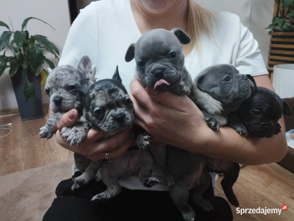 Buldog Francuski szczenieta podkarpackie Przemyśl