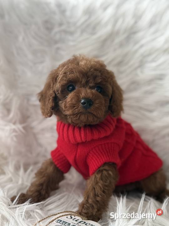 Pudel Toy szczeniak piesek sunia małopolskie Polanka Wielka