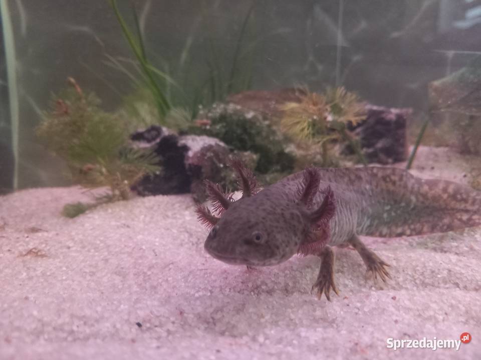 akselot Węgrów sprzedam
