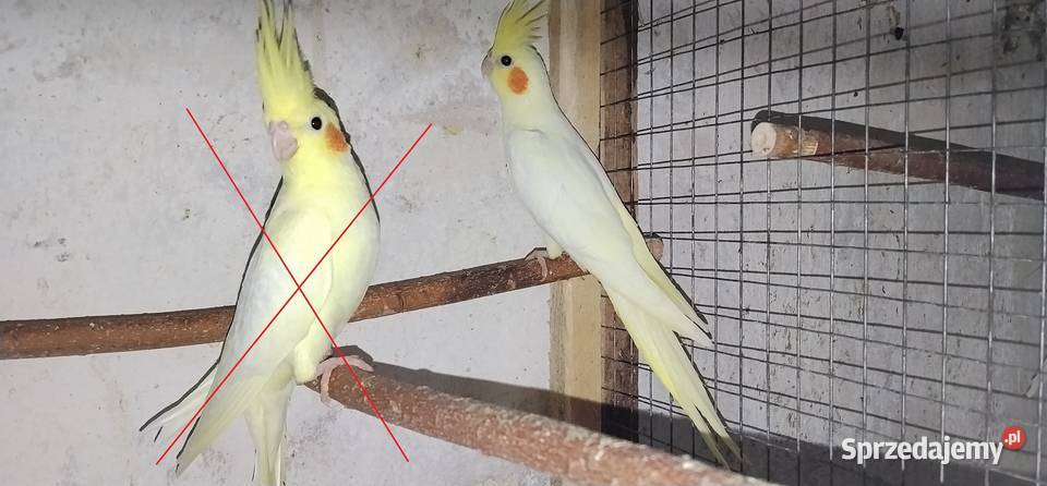 Papugi nimfy 25r Ptaki Pruchna