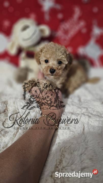 Pudel ToyMiniatura pakiet badań genetycznych