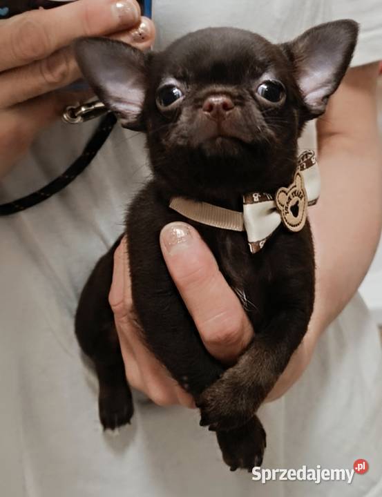 Chihuahau czekoladowy Zwierzęta Warszawa