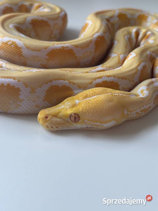 Pyton siatkowy ALBINOS het pied