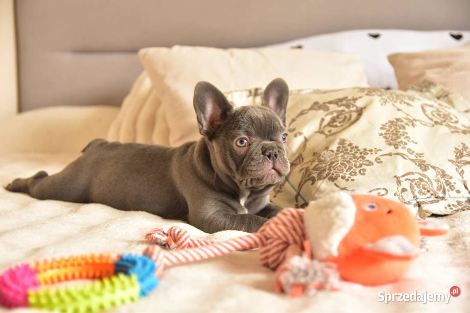 Buldog francuski sunia lilac Buldog Targanice