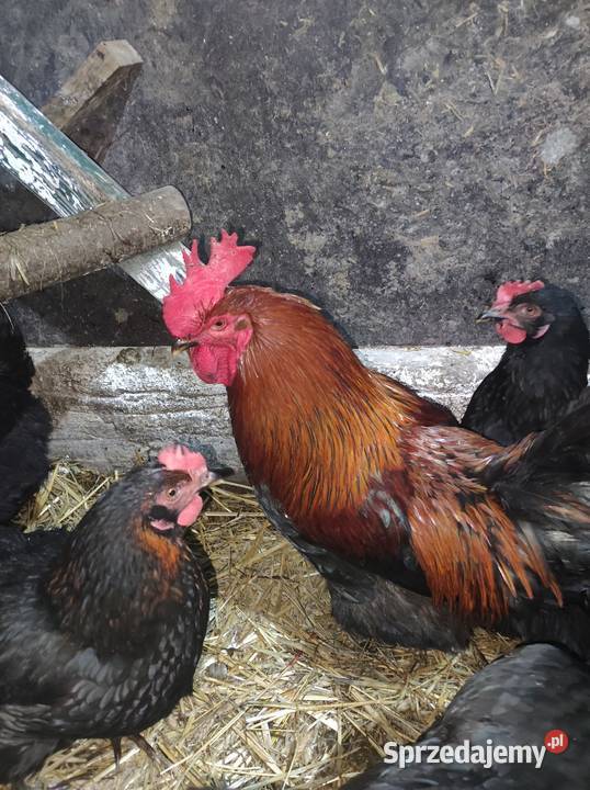 Jaja kury Marans czarny Ryki