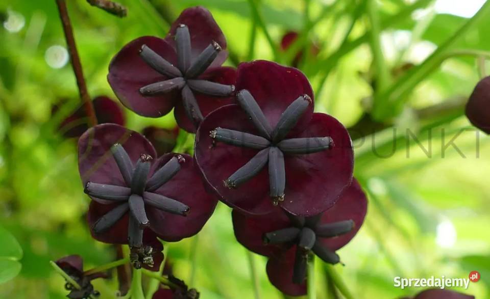 Pnącza Clematis Powojnik Wisteria Glicynia śląskie Knurów
