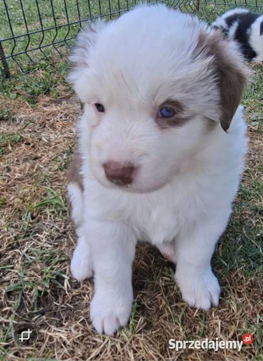 Szczenieta Border Collie REZERWACJA Przemyśl