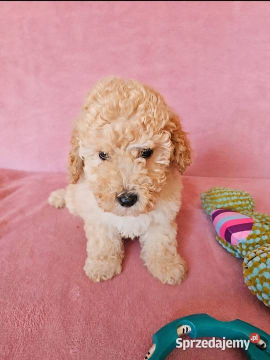 MALTIPOO samczyk Pozostałe wielkopolskie Poznań