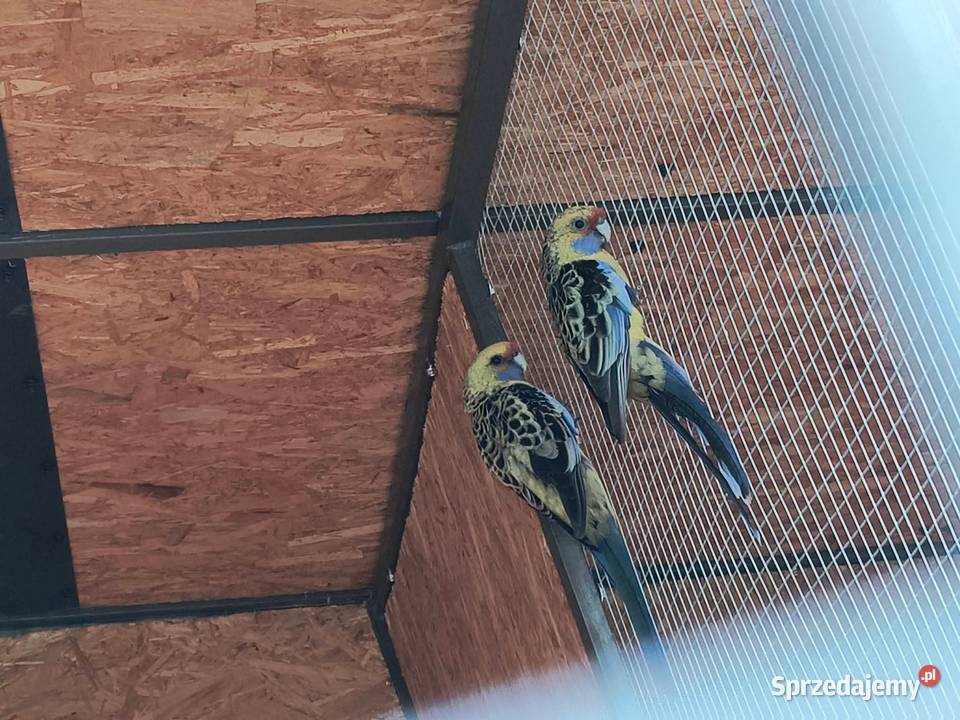 Rozelle królewskie Orange słomkowe aleksandreta mazowieckie Nowa Pogorzel sprzedam