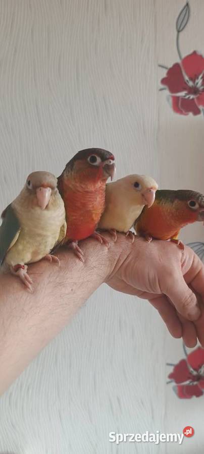 Rudosterki ręcznie karmione Tychy