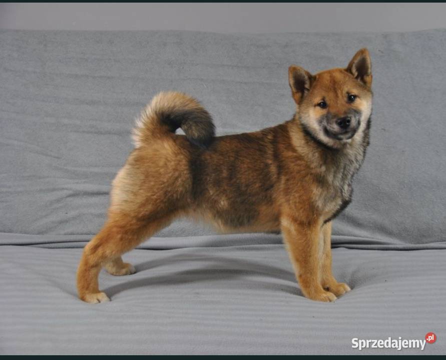 Shiba Inu Śliczny piesek z rodowodem dolnośląskie Kamienna Góra