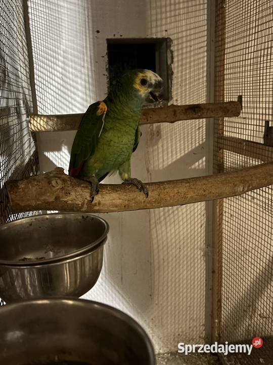 Amazonka niebieskoczelna samiec 4 lata Kowala