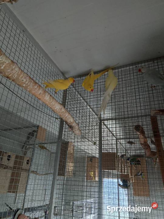 Aleksandretty obrozne śląskie Częstochowa