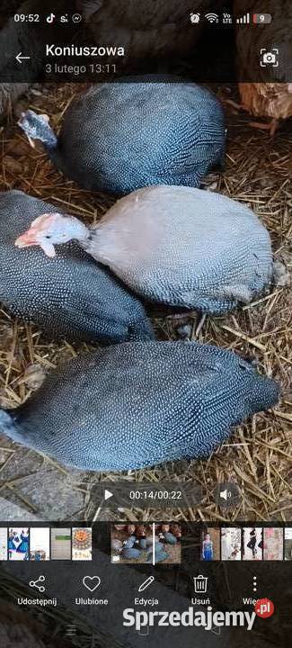 Perliczki samce małopolskie Nowy Sącz