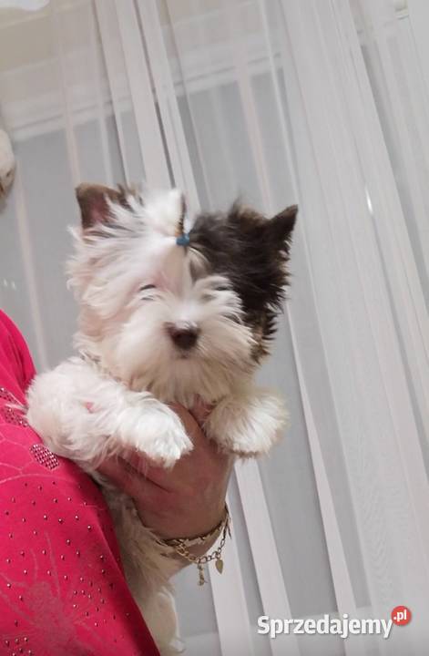 Kolorowe Yoreczki Yorkshire Terrier samce sprzedam