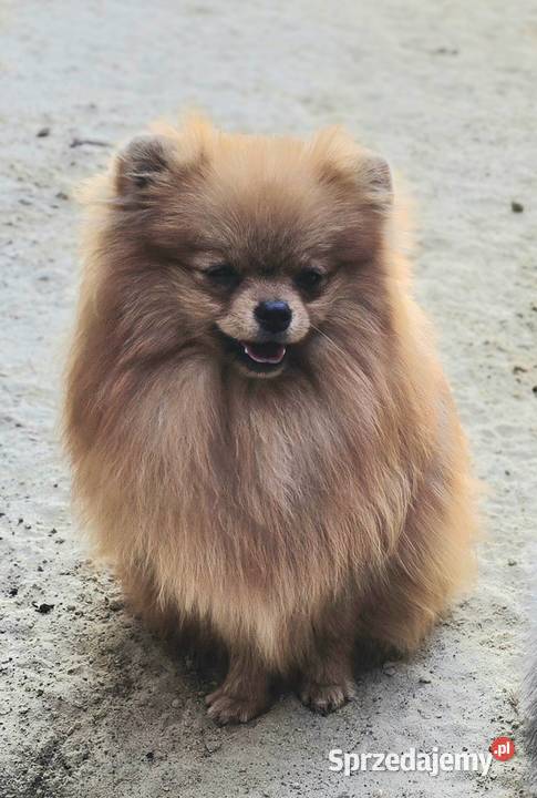 Pomeranian szpic miniaturowy zkwp FCI Piątkowisko