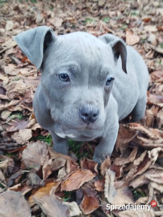 Mocny Amstaff lubelskie sprzedam