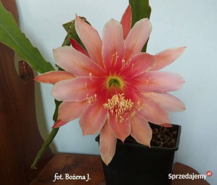 Epiphyllum epifilum NOWOŚĆ w Polsce Skawina sprzedam